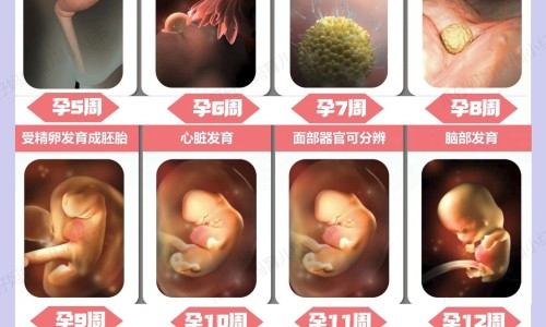 怀孕初期做了腹部艾灸-【怀孕艾灸肚子会流产吗】怀孕一个月做腹部艾灸会影响胚胎发育吗 - 怀孕一个月艾灸肚子了网